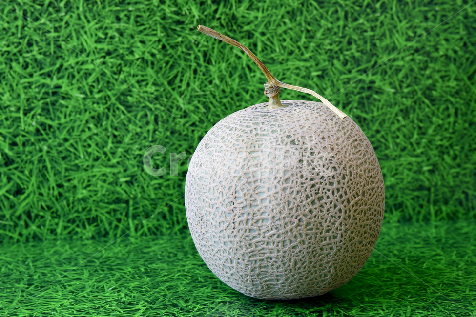 멜론,메론,과일,열대과일,식재료,박과,열매,melon,fruit,food,음식,식재료,요리,food,cook,meal,dishes,food reserves,과일,열매,fruit