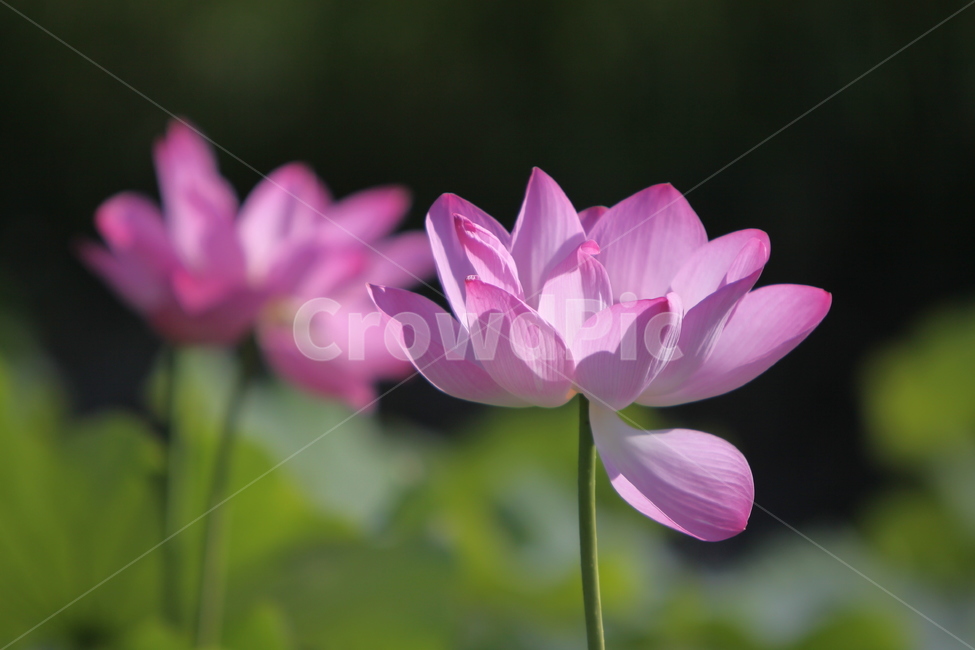 하동,진교,백련지,연꽃,꽃잎,꽃,자연,식물,자연,plants,nature,꽃,flower