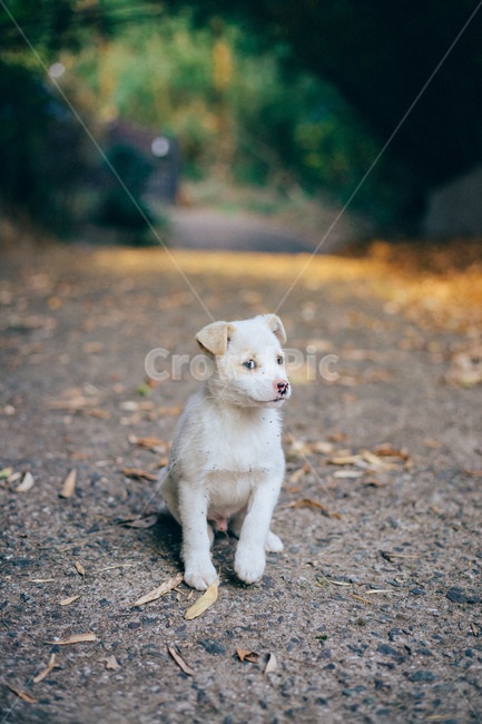 개,강아지,귀여움,앙탈,새침