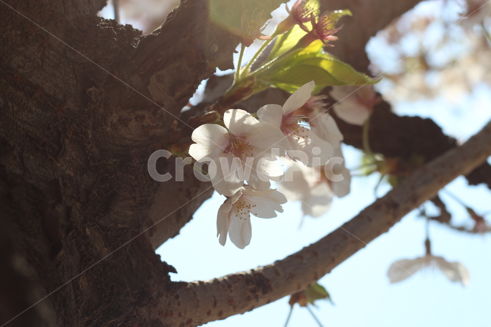 햇살,벚꽃,나무,하늘,빛,봄,계절,spring,season,식물,자연,plants,nature,꽃,flower,plant