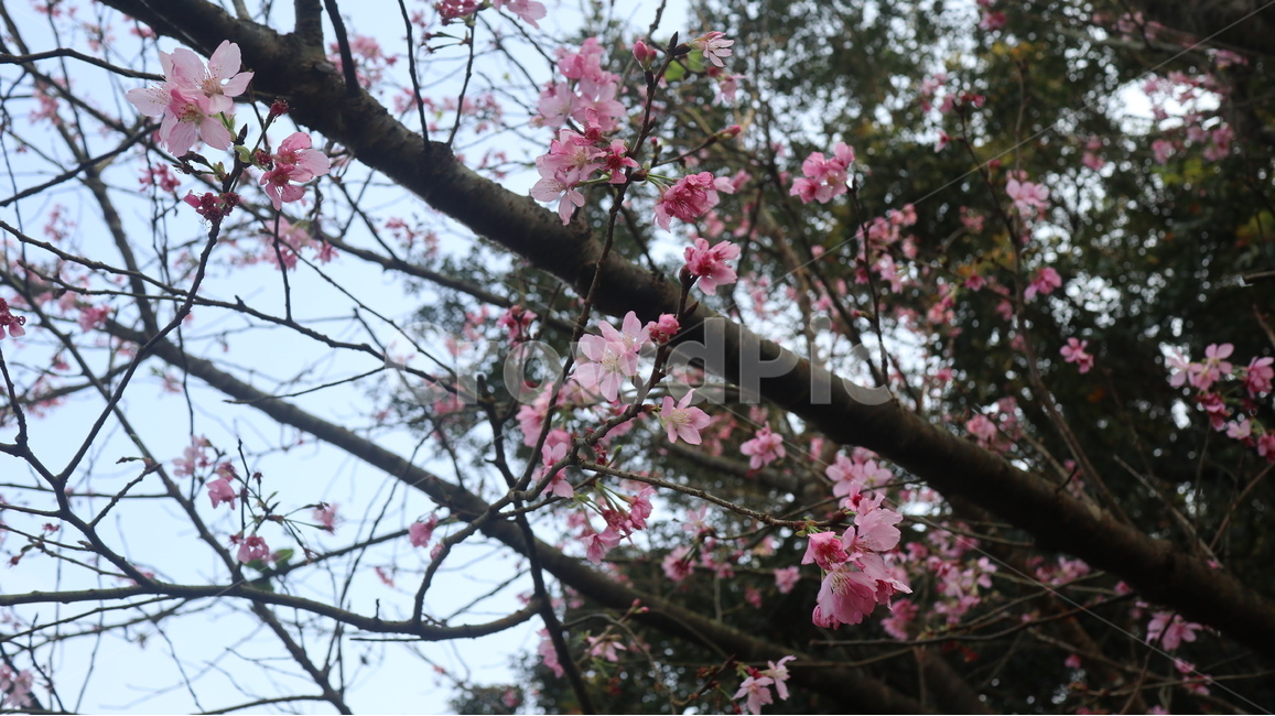 봄꽃,봄,벚꽃,공원,핑크빛,핑크나무,벚꽃나무,식물,자연,plants,nature,꽃,flower