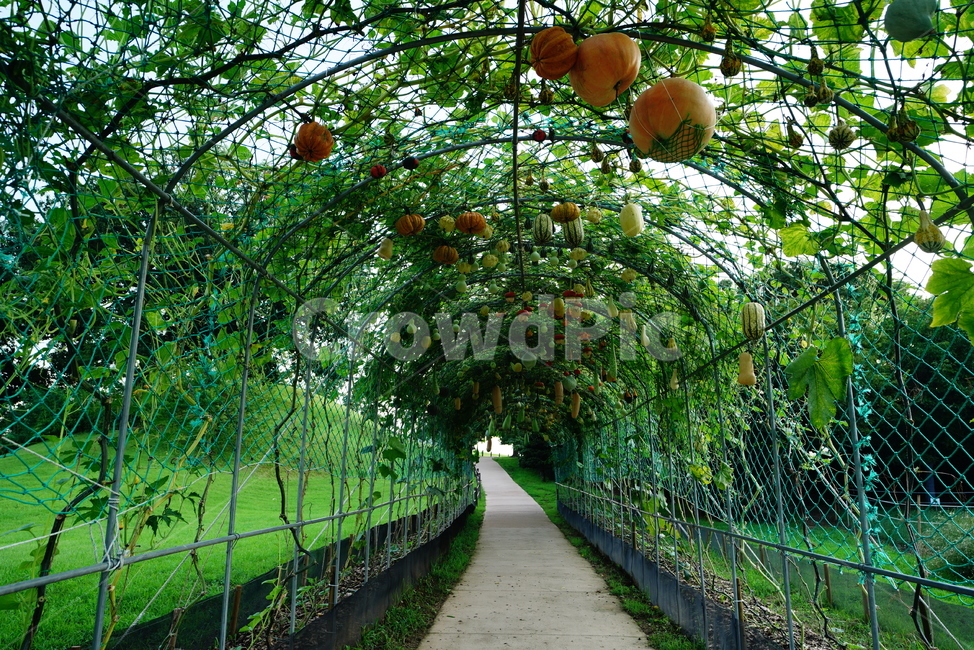 호박,열매,식물,생물,자연,생명,녹색,그린,길,road,outdoors,옥외,plant