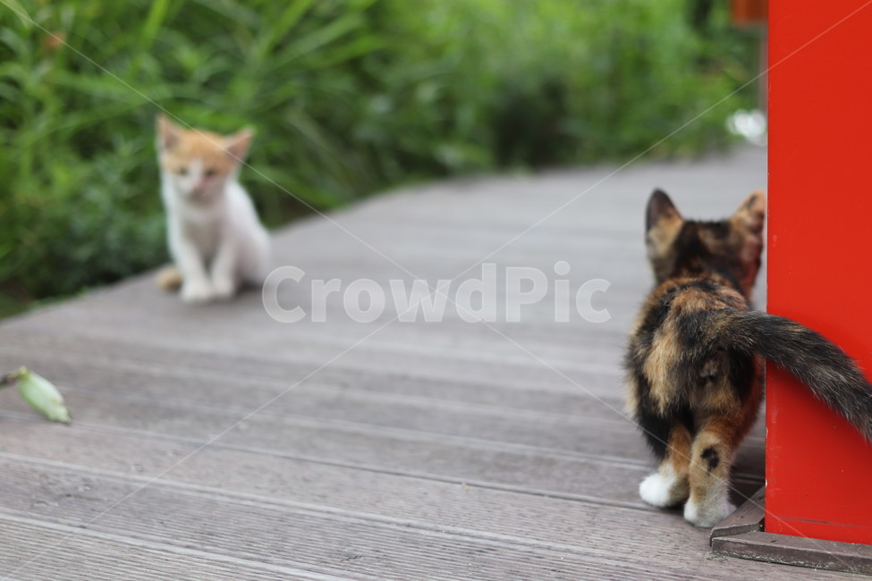 고양이,아기고양이,새끼고양이,길고양이,삼색이