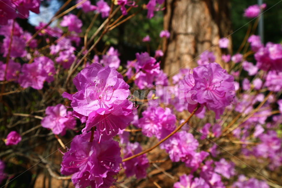 true flower,dicotyledonous plant,deciduous shrub,Dugyeonhwa,Azalea
