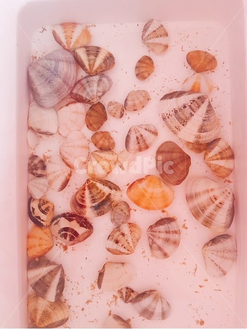 모시조개,조개,생물,shellfish,작은조개
