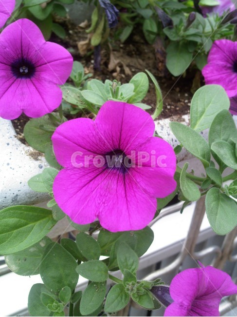 식물,blossom,꽃,flower,plant,식물,자연,plants,nature,꽃,flower