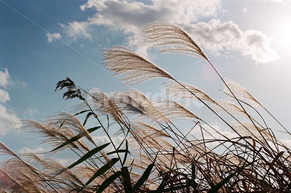 갈대,갈대밭,가을,풀,바람,구름,풍경,자연,nature,landscape,필름카메라,필름,아날로그,감성,film,felling,analogue,억새,억새풀,햇빛,삼락생태공원,가을,계절,fall,autumn,season,grass,잔디,plant,식물,lawn,reed,animal,동물,bird,새