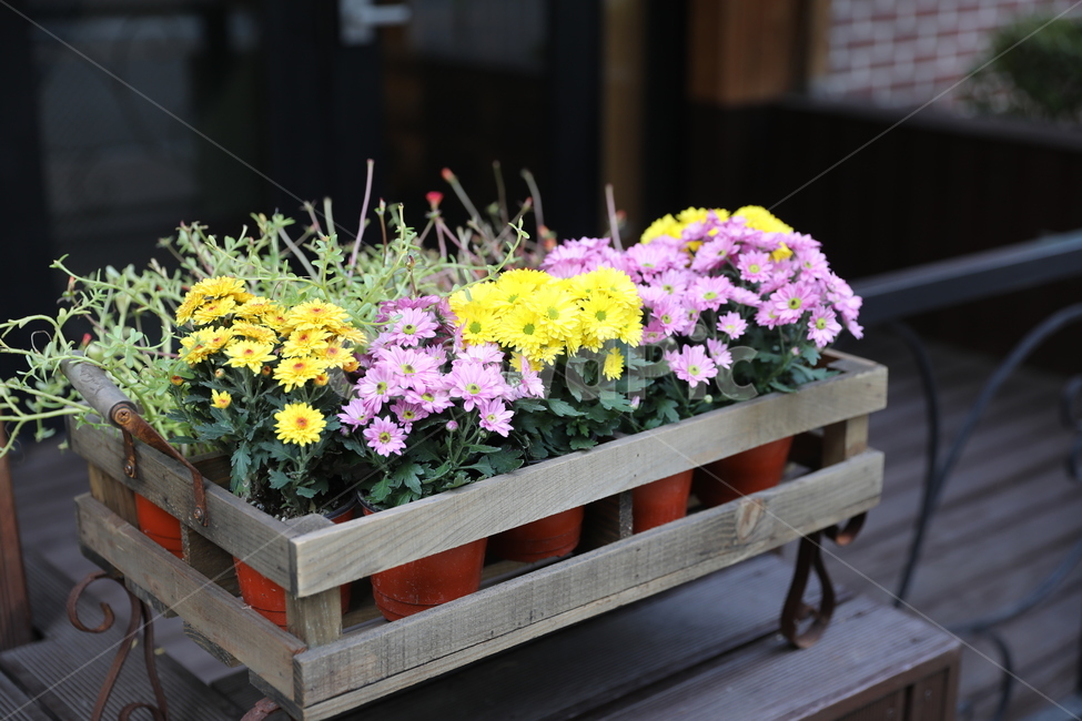 flower,꽃,꽃밭,식물,plant