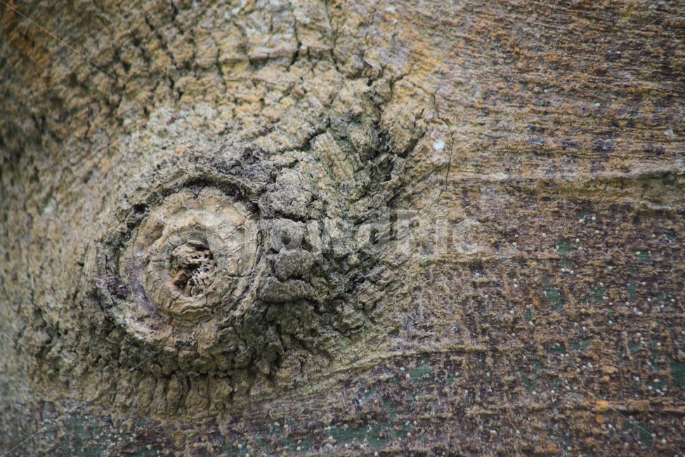 바오밥나무,바오바브나무,껍질,baobab,bark,바오밥,나무껍질,수피,나무,trees,wood