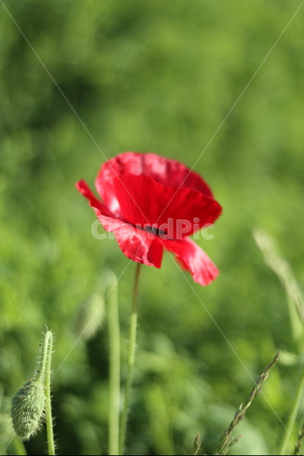 양귀비,빛,화려함,강렬함,고귀함,식물,자연,plants,nature,꽃,flower