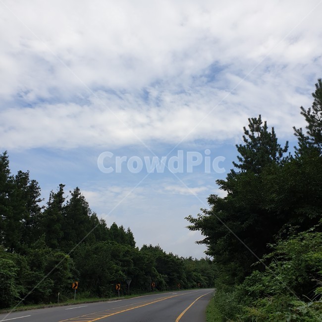 제주,도로,나무,하늘,구름,road,asphalt,아스팔트,풍경,여름,파랑,소나무,밝음,제주도,도민,소소하게,제주풍경