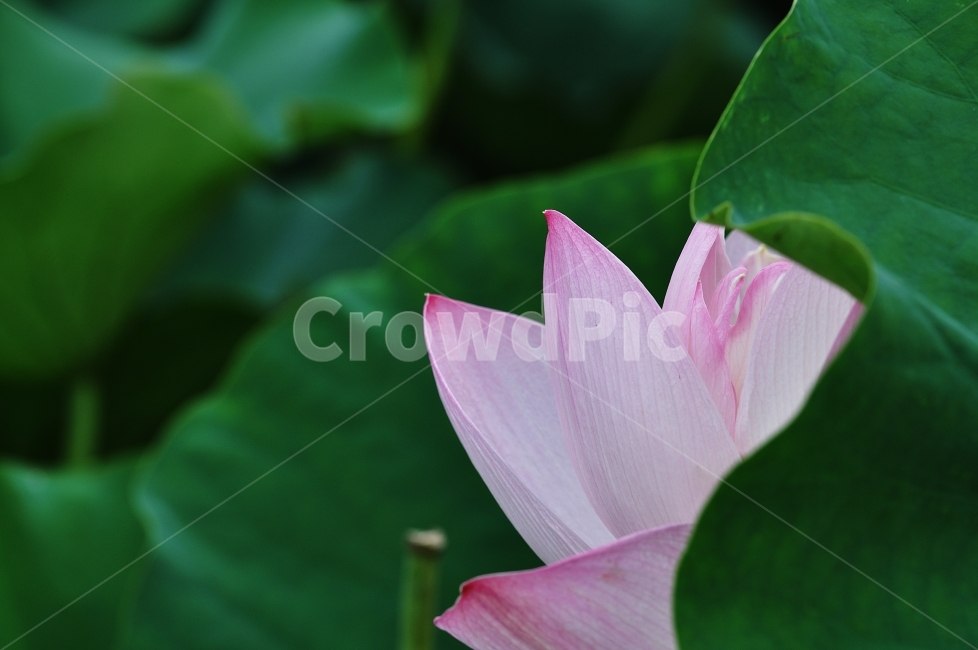 연꽃,꽃,lotus,분홍,자연,꽃사진,식물,자연,plants,nature,꽃,flower