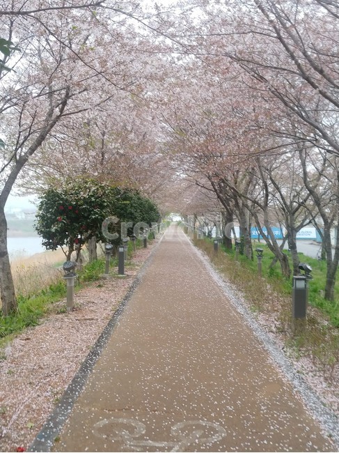 벚꽃,산책길,길,자전거도로,산책로,cherryblossoms,산책,walkingtrails