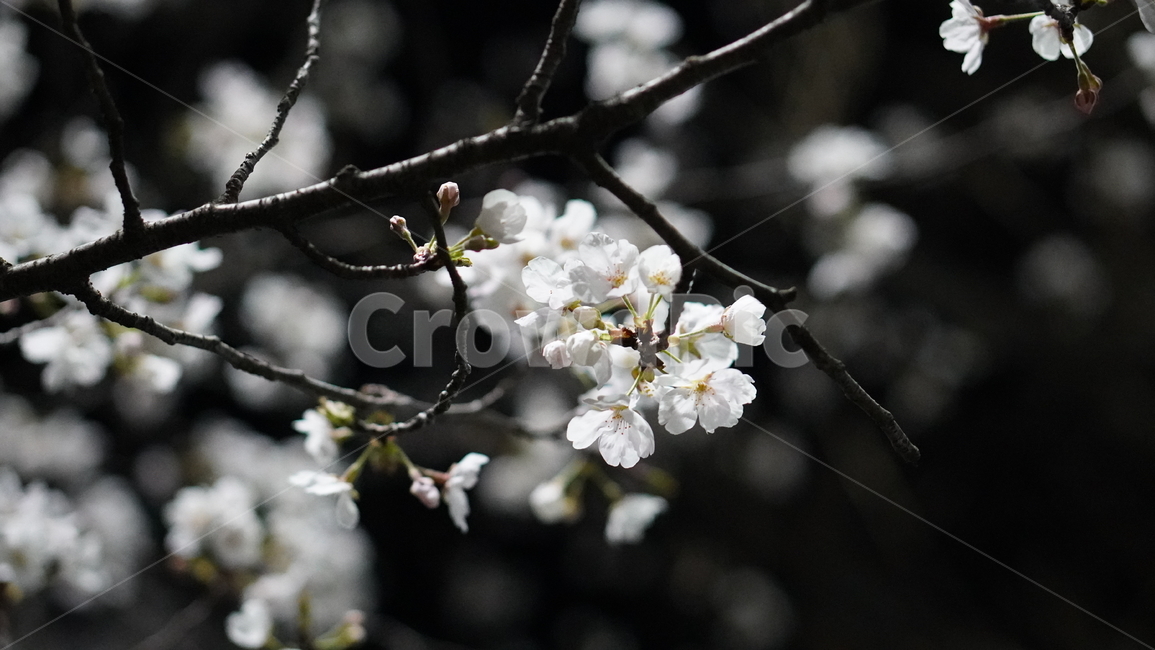 벚꽃,cherryblossom,봄꽃,야간벚꽃,꽃잎,식물,꽃,흰꽃,하얀꽃,자연,plant,nature,flower,spring,봄,계절,spring,season