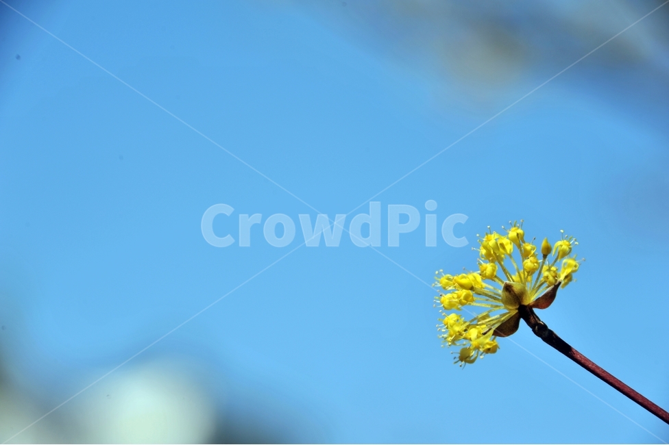 하늘,파란하늘,산수유,노란꽃,산수유꽃,나무,봄꽃,식물,배경,봄,계절,spring,season,식물,자연,plants,nature,꽃,flower,plant