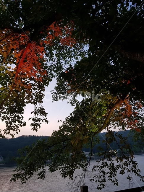 식물,잎,나무줄기,나무,tree,자연,풍경,nature,landscape
