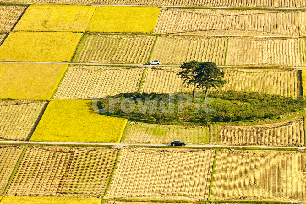 평사리,가을,들,자연,outdoors,grassland,농촌,나무,countryside,agriculture,시골,마을,풍경,landscape,country,rural,town