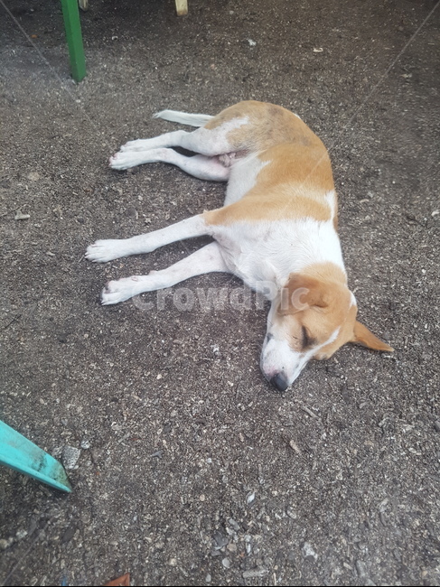 더위,강아지,지침,잠듬,귀여워,동물,animal,포유류,mammal,개,강아지,dog,doggy