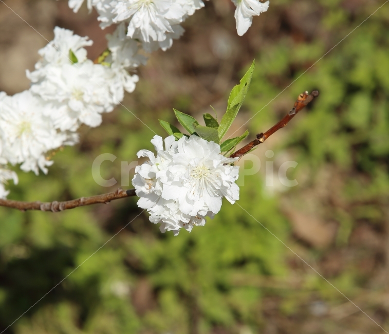 꽃,색감,풍경,사진,화이트,벚꽃,식물,자연,plants,nature,봄,계절,spring,season,꽃,flower,plant