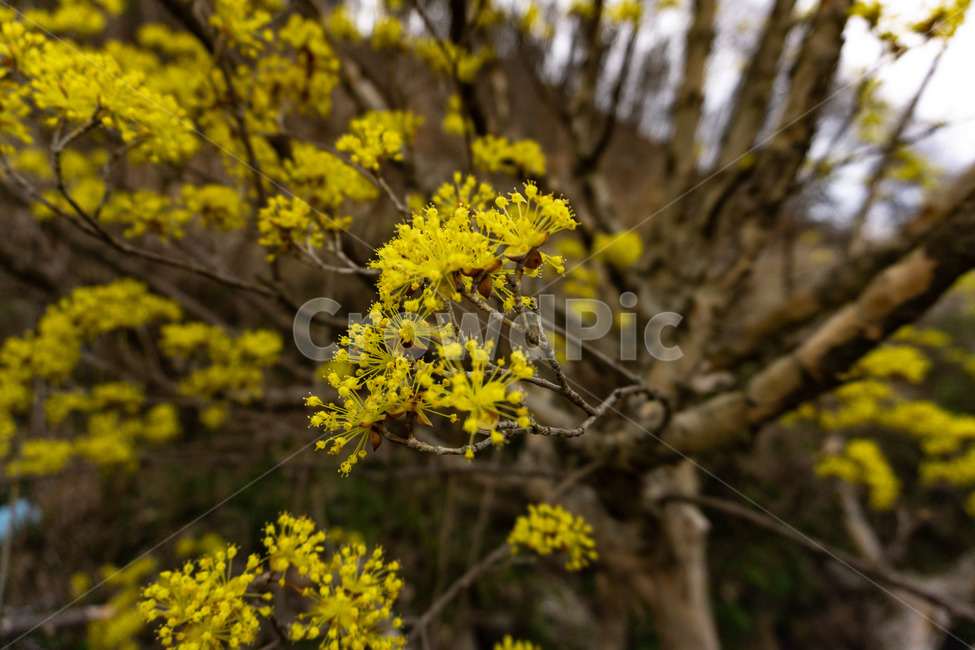 산수유,산수유꽃,산수유나무,노랑,꽃,봄,봄,계절,spring,season,식물,자연,plants,nature,꽃,flower,plant