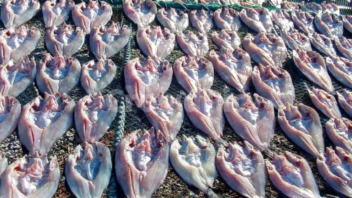 바다생선,음식,생선,어류,생선류