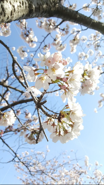봄,벚꽃,꽃,cherryblossom,flower