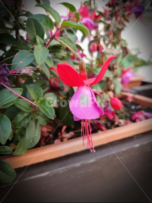꽃,화분,야생화,식물,하트,햇살,꽃,flower