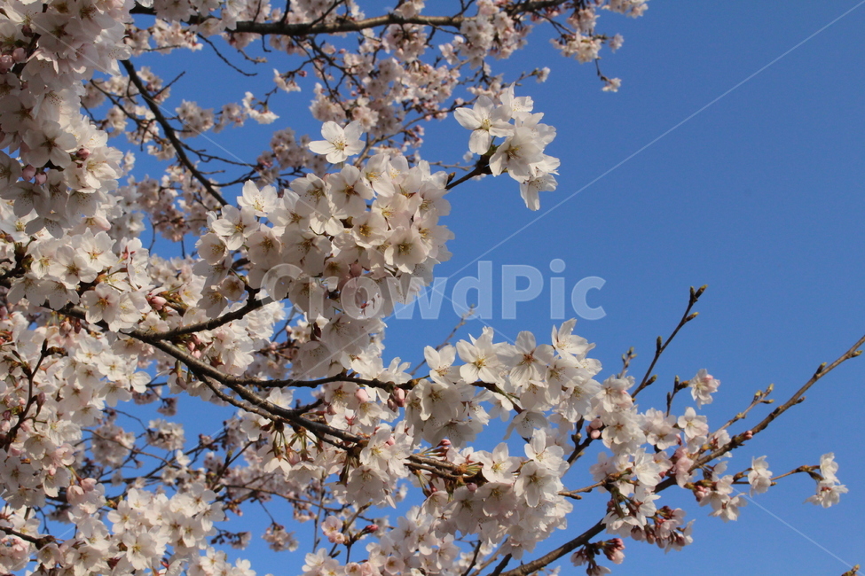 벚꽃,봄,꽃,벚꽃놀이,cherryblossoms
