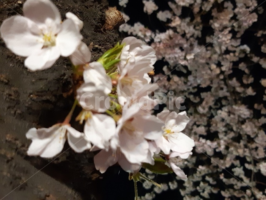 벚꽃,봄,봄꽃,꽃,flower,spring,꽃과하늘,자연,싱그러움,아름다움