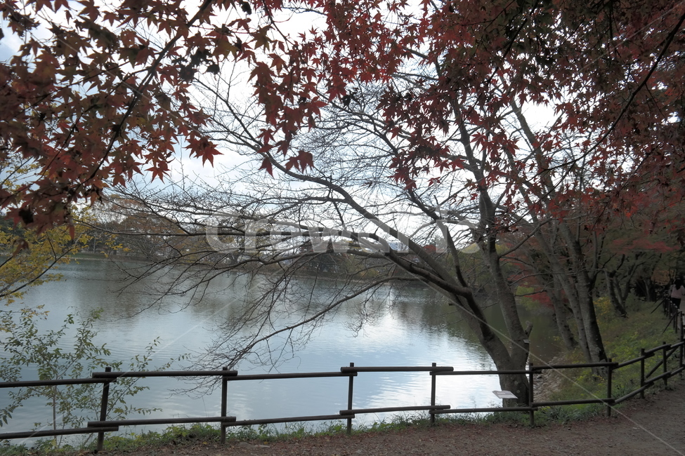 호수,하늘,구름,나무,자연,물가,숲,공원,수변,자연,풍경,nature,landscape,tree,plant,식물,water,물