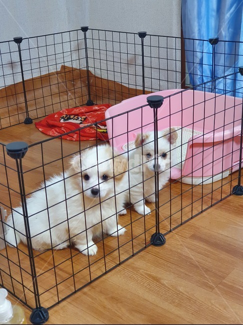 나무,바닥,강아지,새끼강아지,철망,두마리,강아지두마리