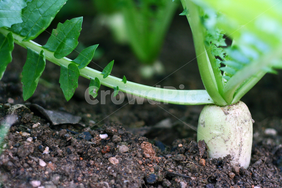 무,무우재배,무우농사,채소,농작물,산업,industry,industrial,농업,농사,agriculture,farming,farming industry