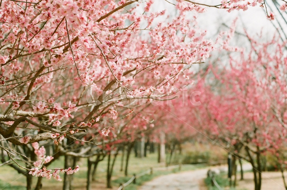매화,홍매화,봄꽃,매화꽃,매실나무꽃,봄감성,봄꽃나무,봄,계절,spring,season,식물,자연,plants,nature,꽃,flower,감성,sensible,feeling,plant,blossom
