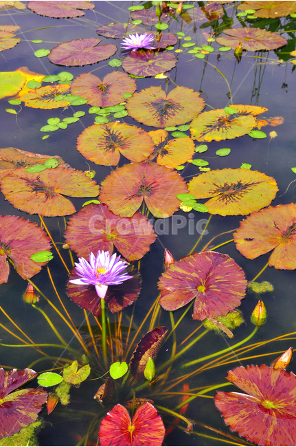 수련,연꽃,꽃,아열대식물,수생식물,여름꽃,호숫가,waterlily,pondlily,식물,연못,아름다운,칼라풀,잎새,꽃송이,꽃봉오리,beautiful,flowers,plant,colorful,water,반영,비치다,그림자,핑크색,주황색,노랑색,빨강색,red,orange,pink,yellow무늬,방사형,식물,자연,plants,nature,꽃,flower