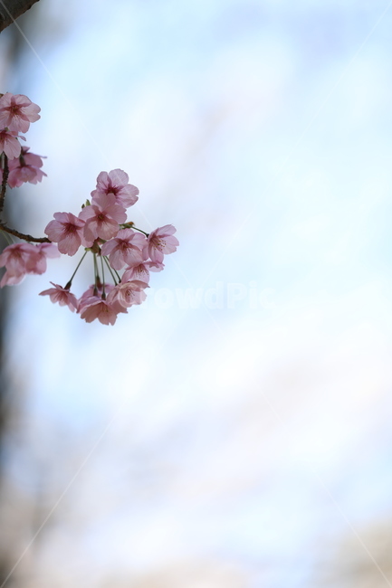 봄꽃,봄,flower,springfield,벚꽃