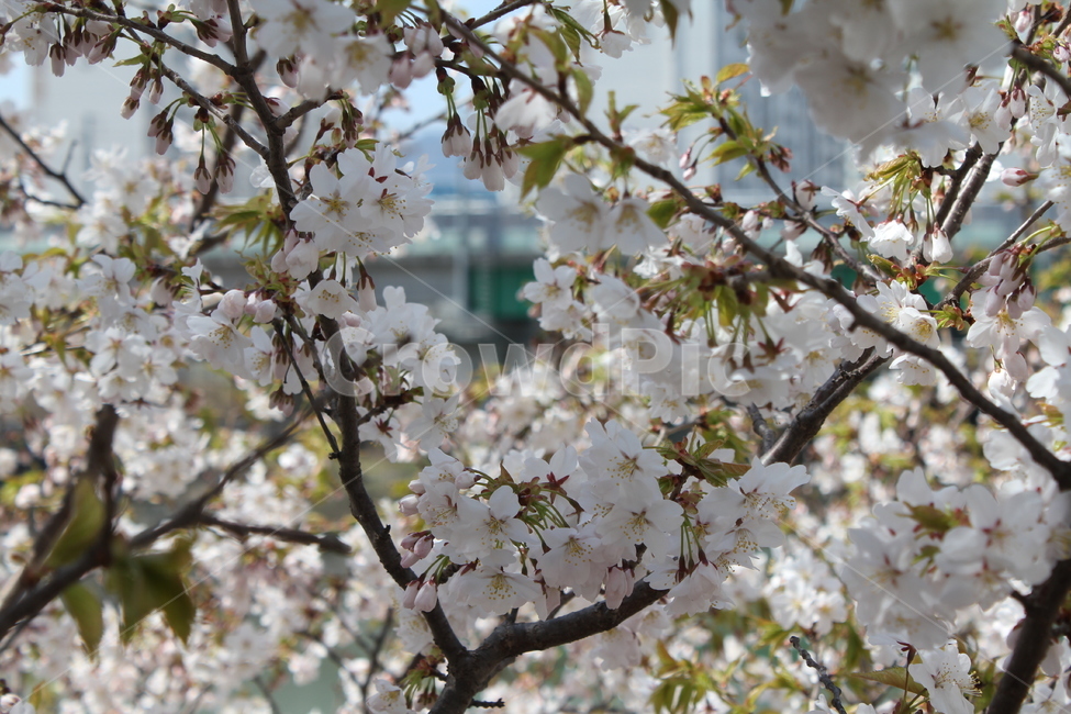 봄,봄꽃,벚꽃,자연,식물,꽃나무,봄,계절,spring,season,식물,자연,plants,nature,꽃,flower,plant,blossom