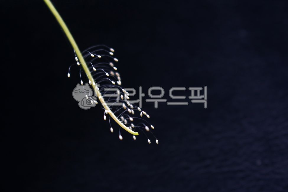 곤충알,생태계,자연생태,자연,식물줄기,자연감성