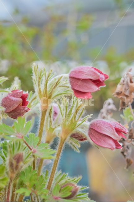 비닐하우스,봄,꽃,flower,flowers,blossom,beautiful,정원,화원,아름다운,식물,자연,plants,nature,꽃,flower