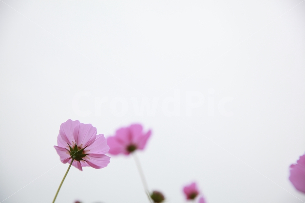 가을,오후,추석,아련함,뒷모습,예쁨,투명함,연분홍,꽃,하늘,가을,계절,fall,autumn,season,식물,자연,plants,nature,꽃,flower,plant,blossom,geranium,제라늄,petal,꽃잎