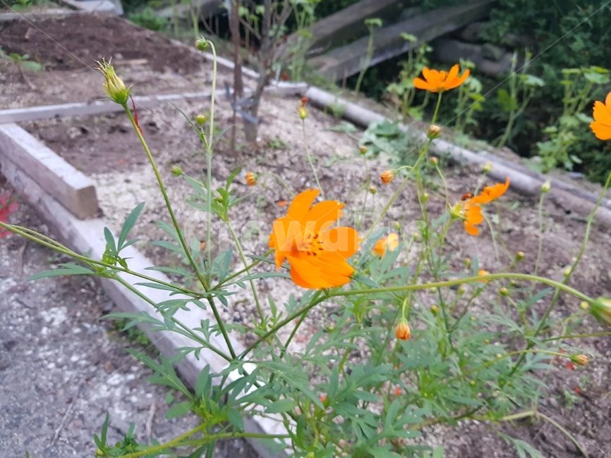노란꽃,plant,식물,flower,꽃,화단,식물,자연,plants,nature,꽃,flower