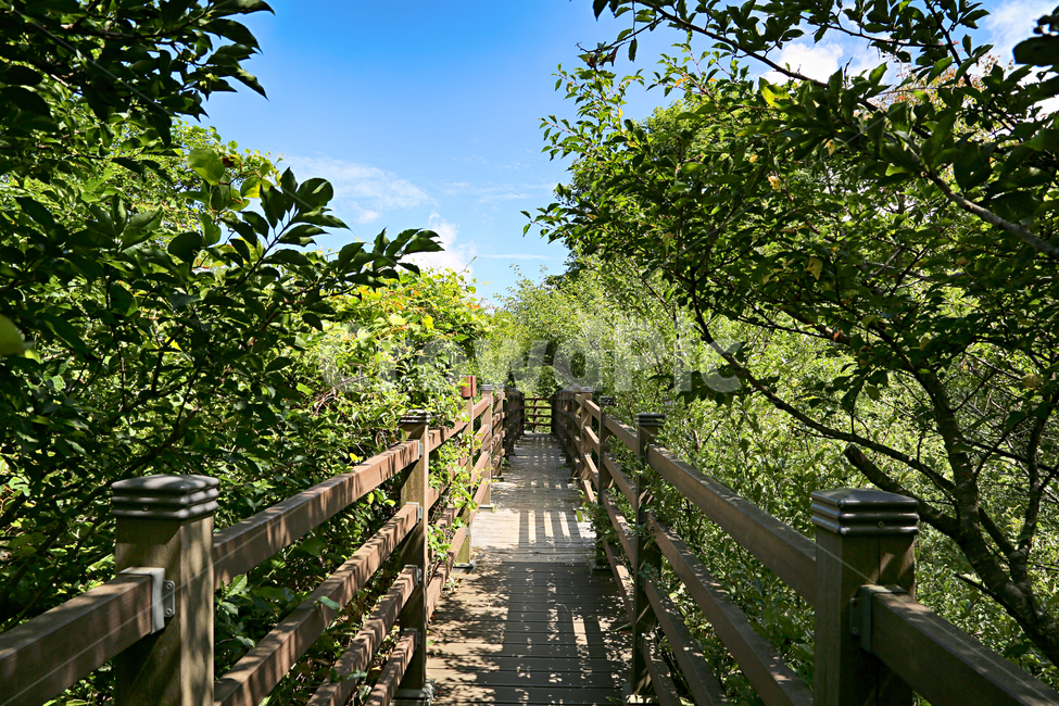 제주도,한라산,1100고지,한라산풍경,1100고지풍경,산,nature,자연,옥외,outdoors,다리,산책로,bridge