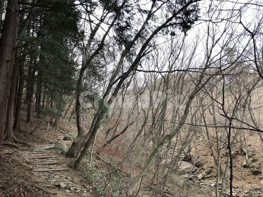 plant,식물,tree,나무,dirtroad,흙길,계곡,산길,겨울,winter