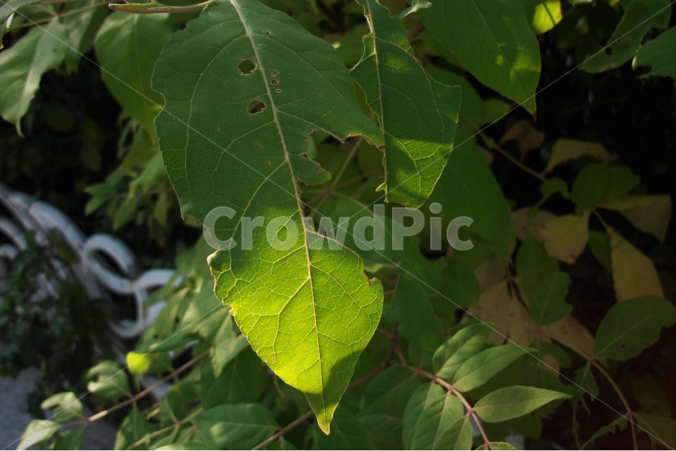 가을,역광,빛,자연,연두,녹색,식물,autumn,season,backlit,green,식물,자연,plants,nature