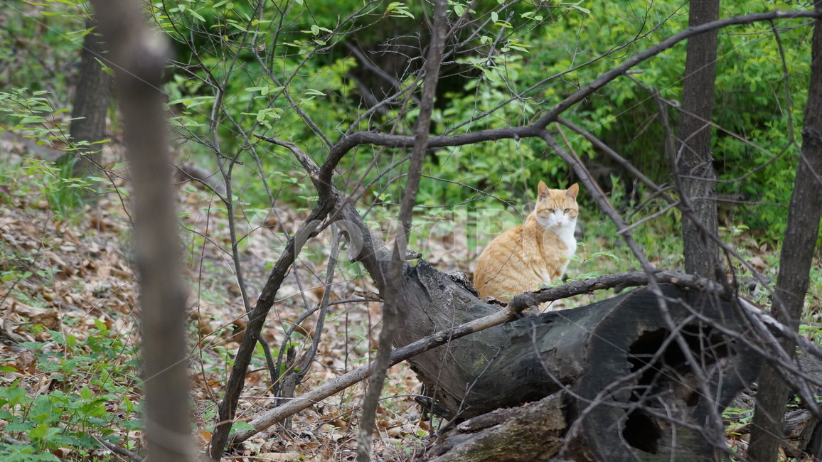 고양이,산,cat,녹색,잎,들고양이,동물,animal,포유류,mammal,고양이,cat,kitten,kitty