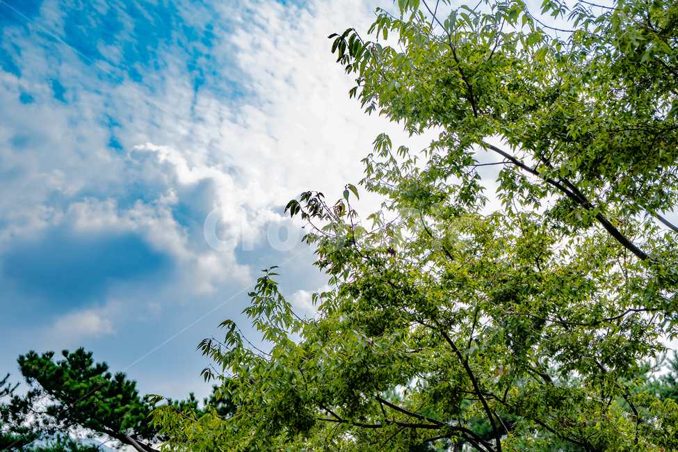 자연,풍경,하늘,나무,nature,sky,자연,풍경,nature,landscape,tree,plant,식물