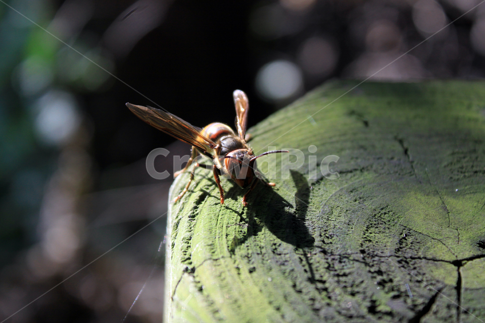 벌,말벌,나무기둥,클로즈업,곤충,bee,꿀벌,wasp,동물,animal,곤충,벌레,insect,bug