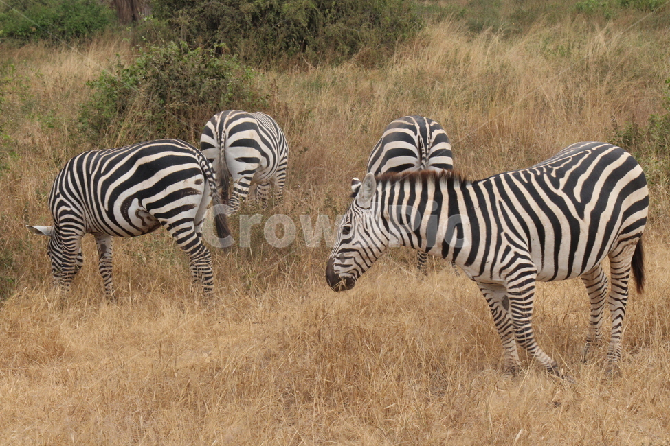얼룩말,케냐,아프리카,무리,자연,숲,동물,zebra,동물,animal,포유류,mammal