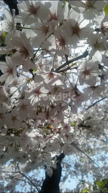 봄,벚꽃,꽃잎,벚꽃나무,예쁜꽃잎,봄,계절,spring,season,식물,자연,plants,nature,꽃,flower,plant,blossom,cherry blossom
