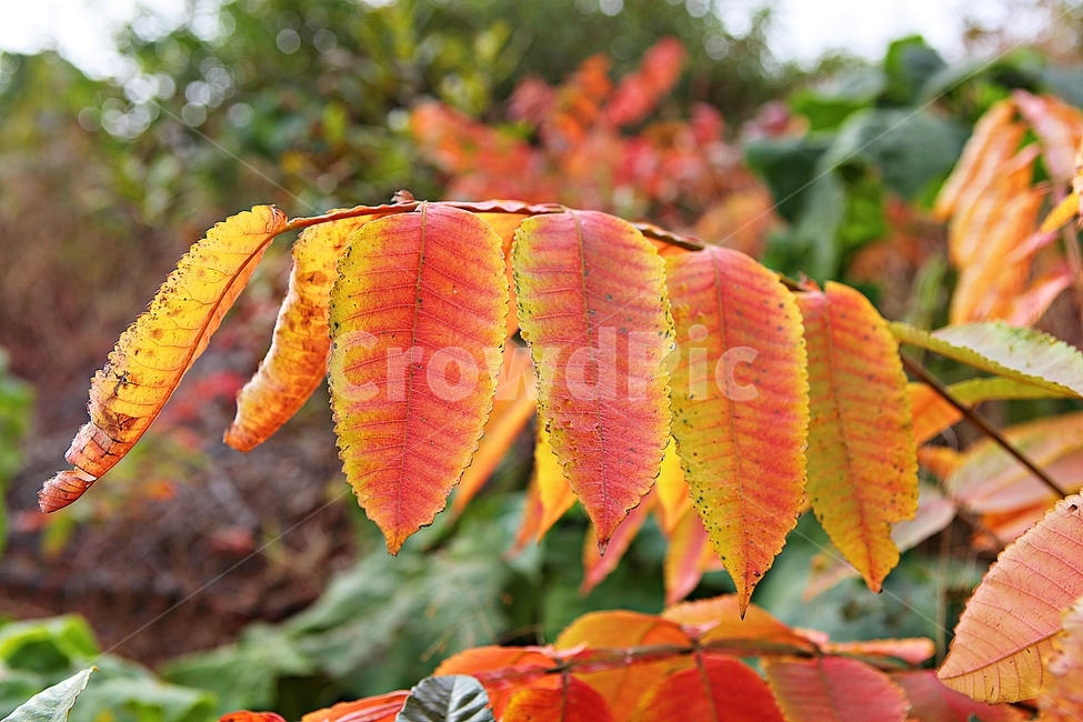 단풍,낙엽,가을,잎,식물,자연,계절,감성,색,색상,나무,공원,가을,계절,fall,autumn,season,leaf,plant,veins,정맥
