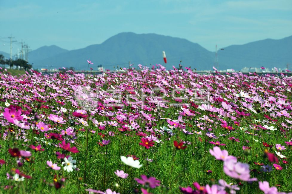 sunny,mountains,clouds,white,flowers,pink,green,sky,field,purple,yellow,blue,red,yellow,green,flowers,mountains,white,pink,purple,sky,red,clouds,field,blue,sunny
